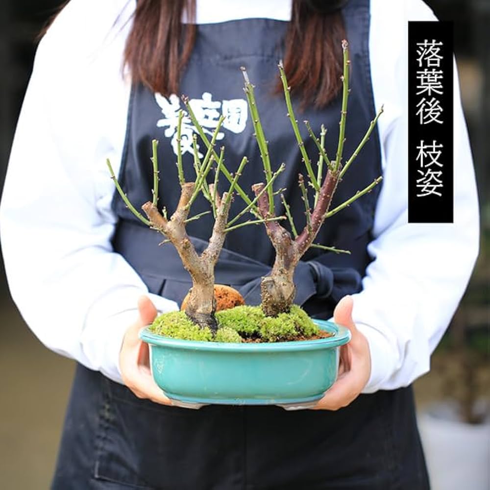 Amazon.co.jp: 梅盆栽：紅梅白梅寄せ*（瀬戸焼楕円緑鉢）苔＆寒